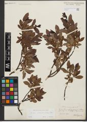 Foto von Salix waldsteiniana Willd.